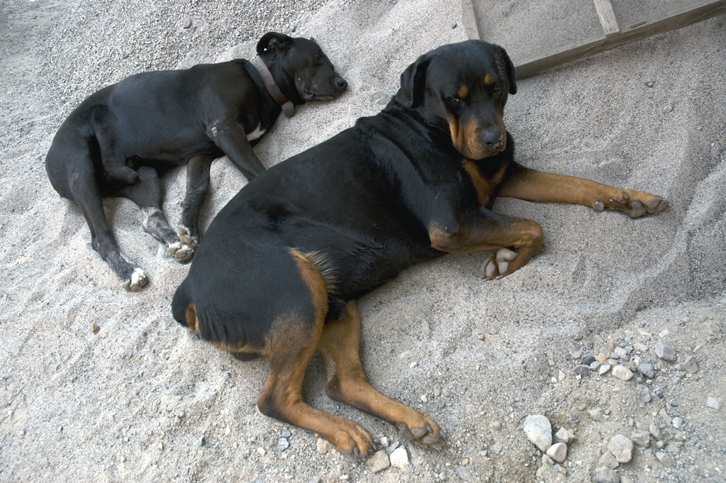 Huacachina , lazy dogs
