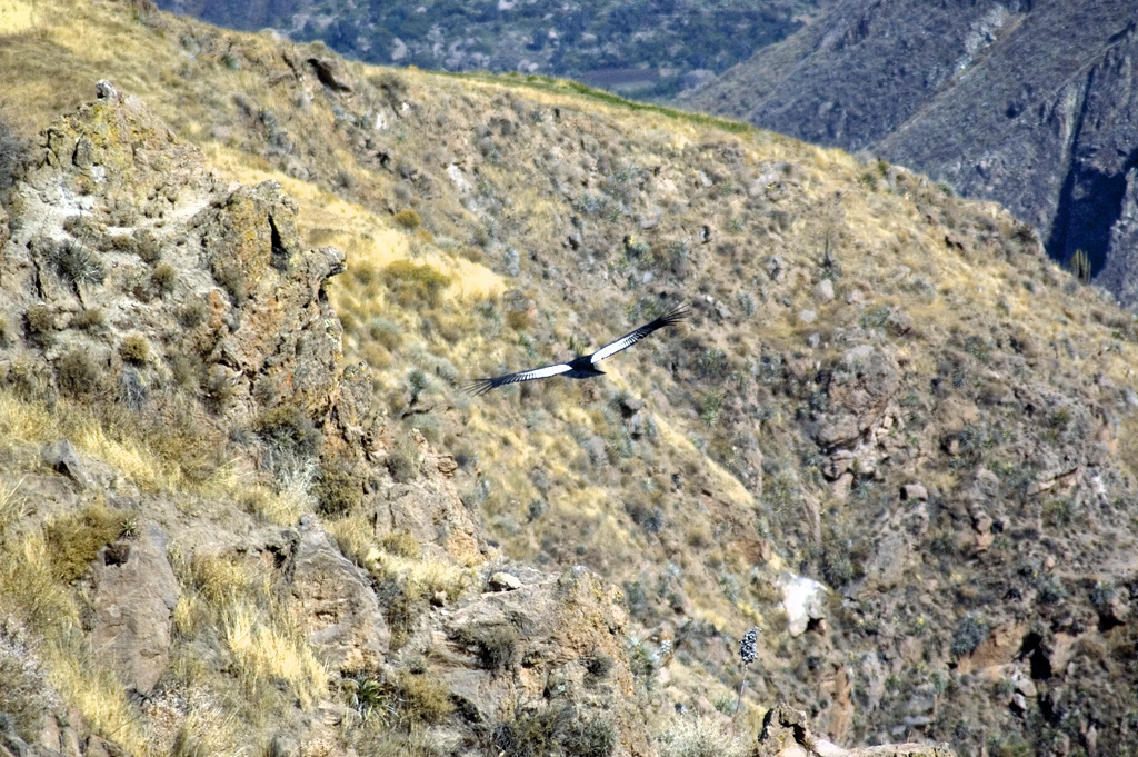 Colca Canyon, el condor!